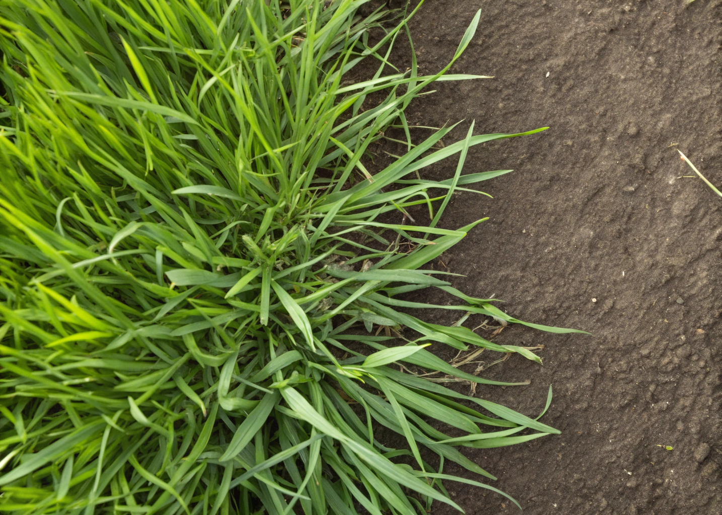 Close up comparison of Sir Walter Buffalo and Kikuyu turf varieties for Newcastle properties